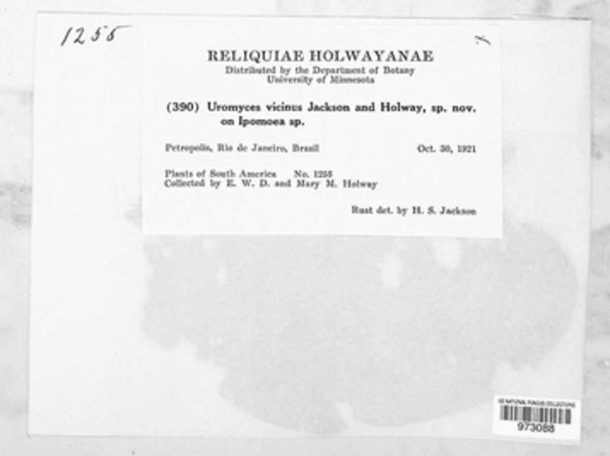 Uromyces vicinus image
